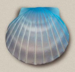 Shell Biodegradable Urn
