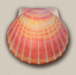 Shell Biodegradable Urn