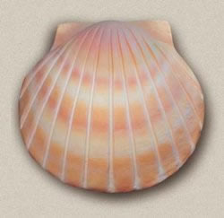 Shell Biodegradable Urn